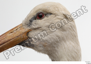 Black stork head 0011.jpg